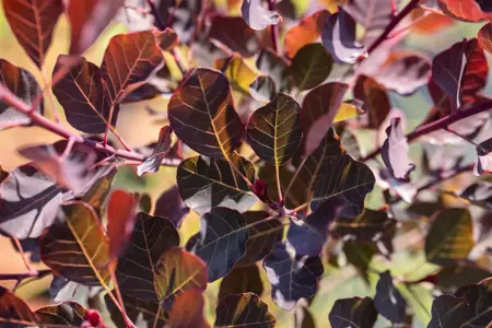 Cotinus cogg. 'Dusky Maiden' - 40-50 CM C3 - image 3