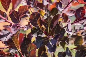 Cotinus cogg. 'Dusky Maiden' - 40-50 CM C3 - image 3