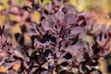 Cotinus cogg. 'Dusky Maiden' - 40-50 CM C3 - image 4