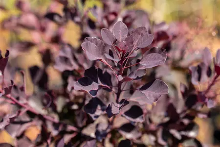Cotinus cogg. 'Dusky Maiden' - 80-100 CM C7.5 - image 4