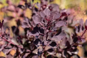 Cotinus cogg. 'Dusky Maiden' - 80-100 CM C7.5 - image 4