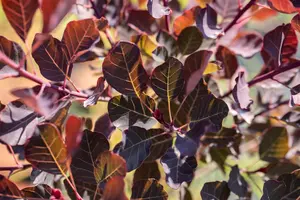 Cotinus cogg. 'Dusky Maiden' - 40-60 CM C4 - image 2