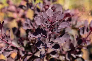 Cotinus cogg. 'Dusky Maiden' - 40-60 CM C4 - image 3