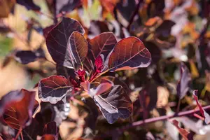 Cotinus cogg. 'Dusky Maiden' - 7.5 Ltr pot - image 5
