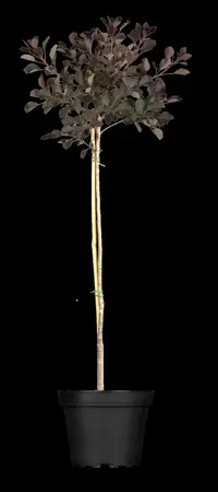 Cotinus cogg. 'Dusky Maiden' - 30-40 CM C2 - image 2