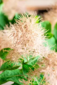 Cotinus cogg. 'Smokey Joe'? - 30-40 CM C3 - image 2