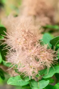 Cotinus cogg. 'Smokey Joe'? - LINERS 18 CEL TRAY P9 SIZE - image 4