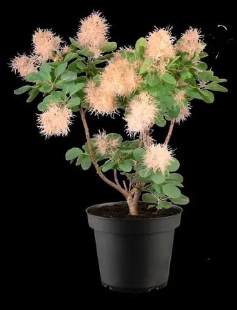 Cotinus cogg. 'Smokey Joe'? - 25-30 CM C2 - image 2