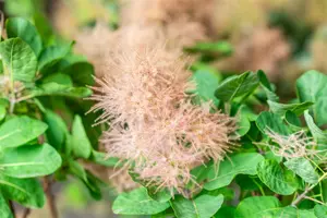 Cotinus cogg. 'Smokey Joe'? - LINERS 18 CEL TRAY P9 SIZE - image 3