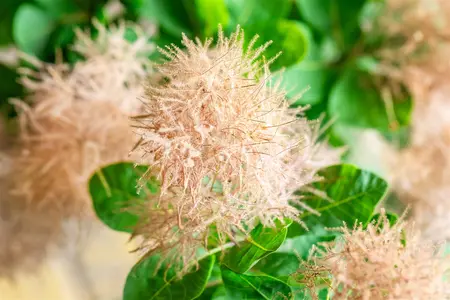 Cotinus cogg. 'Smokey Joe'? - 30-40 CM C3 - image 1