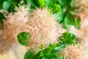 Cotinus cogg. 'Smokey Joe'? - LINERS 18 CEL TRAY P9 SIZE - image 1