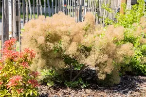 Cotinus coggygria - 50-60 CM C6.5 - image 5
