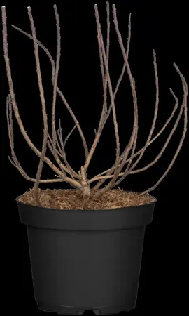 Cotinus coggygria - 80-100 CM C10 - image 2