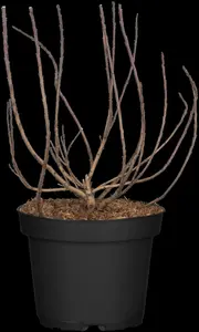 Cotinus coggygria - 125-150 CM RB - image 2