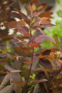 Cotinus 'Grace' - 60-80 CM C5