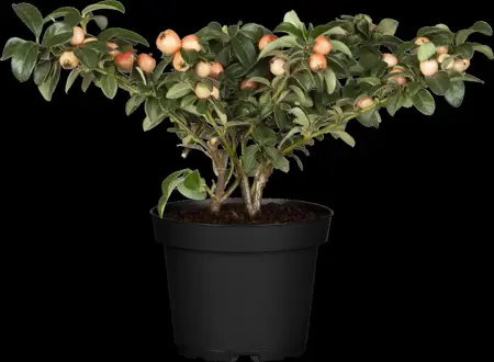 COTON CORAL BEAUTY 10L 1/4std - image 4