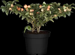 COTON CORAL BEAUTY 10L 1/4std - image 4