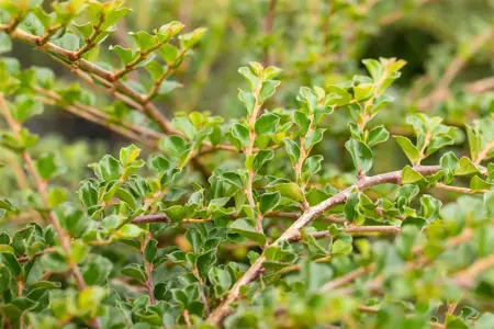 Cotoneaster apiculatus 'Blackburn' - 1/2 STDS C10 - image 2