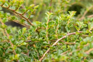 Cotoneaster apiculatus 'Blackburn' - 1/2 STDS C10 - image 2