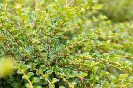 Cotoneaster apiculatus 'Blackburn' - 1/2 STDS C10 - image 3
