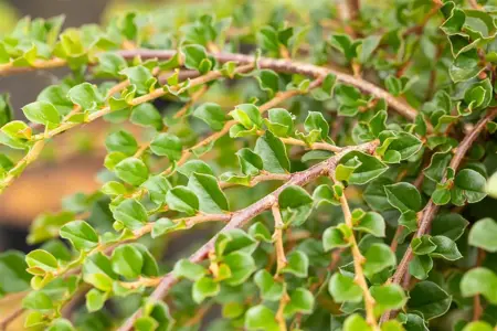 Cotoneaster apiculatus 'Blackburn' - 1/2 STDS C10 - image 4