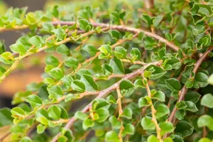Cotoneaster apiculatus 'Blackburn' - 1/2 STDS C10 - image 4