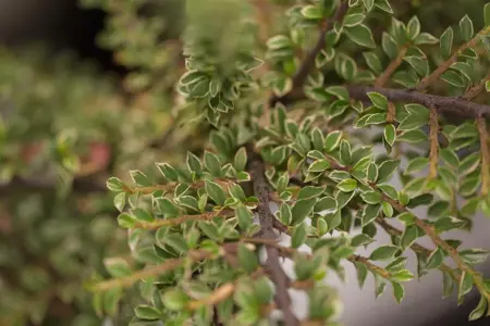 Cotoneaster atrop. 'Variegatus' - 1.5 Ltr pot - image 2