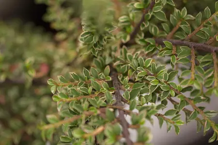 Cotoneaster atrop. 'Variegatus' - 30-40 CM C5