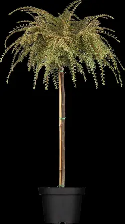 Cotoneaster atrop. 'Variegatus' - 25-30 CM C2 - image 1