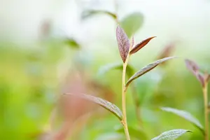 Cotoneaster bullatus - 80-100 CM C5 - image 5