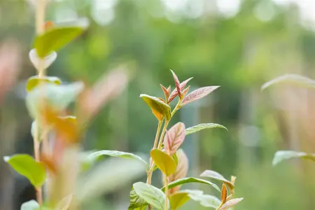 Cotoneaster bullatus - 80-100 CM C5 - image 3