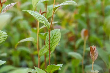Cotoneaster bullatus - 80-100 CM C5 - image 4