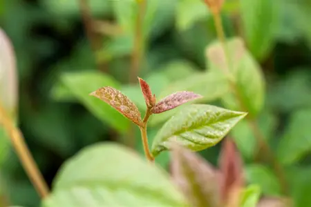 Cotoneaster bullatus - 150-175 CM WHIP BARE ROOT - image 5