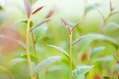 Cotoneaster bullatus - 175-200 CM WHIP BARE ROOT  - image 2