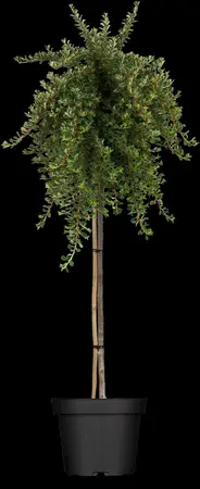 Cotoneaster congestus - 2 Ltr pot