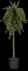 Cotoneaster congestus - 2 Ltr pot