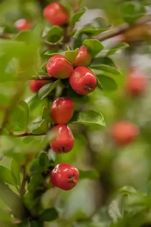 Cotoneaster dammeri - P9 - image 1