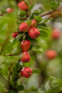 Cotoneaster dammeri - P9 - image 5