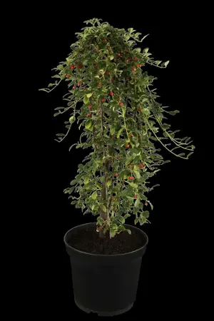 Cotoneaster dammeri - P9 - image 2