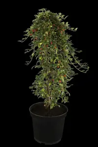 Cotoneaster dammeri - P9 - image 2