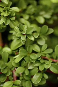 Cotoneaster dammeri - P9 - image 4