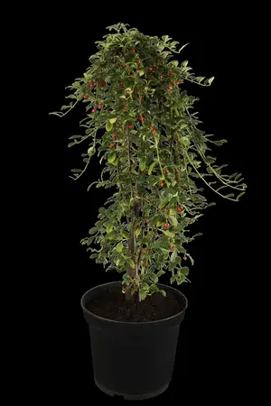Cotoneaster dammeri - 50-60 CM C5 - image 2
