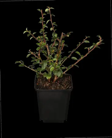Cotoneaster dammeri - P9 - image 3