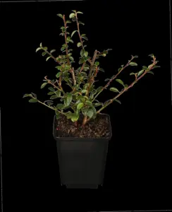 Cotoneaster dammeri - P9 - image 3