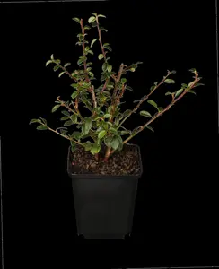 Cotoneaster dammeri - 50-60 CM C5 - image 3