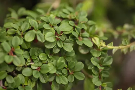 Cotoneaster dammeri - 20-25 CM P9 - image 5