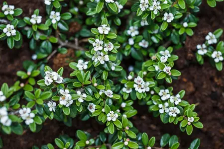 Cotoneaster dammeri 'Major' - LINERS 18 CEL TRAY P9 SIZE