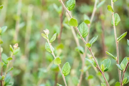 Cotoneaster dielsianus - 60-80 CM C2 - image 2