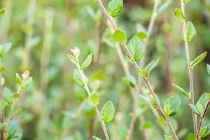 Cotoneaster dielsianus - 60-80 CM C2 - image 2