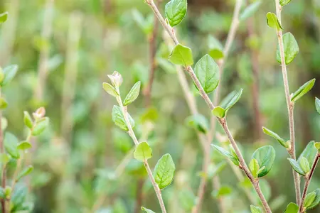 Cotoneaster dielsianus - 40-60 CM - image 2